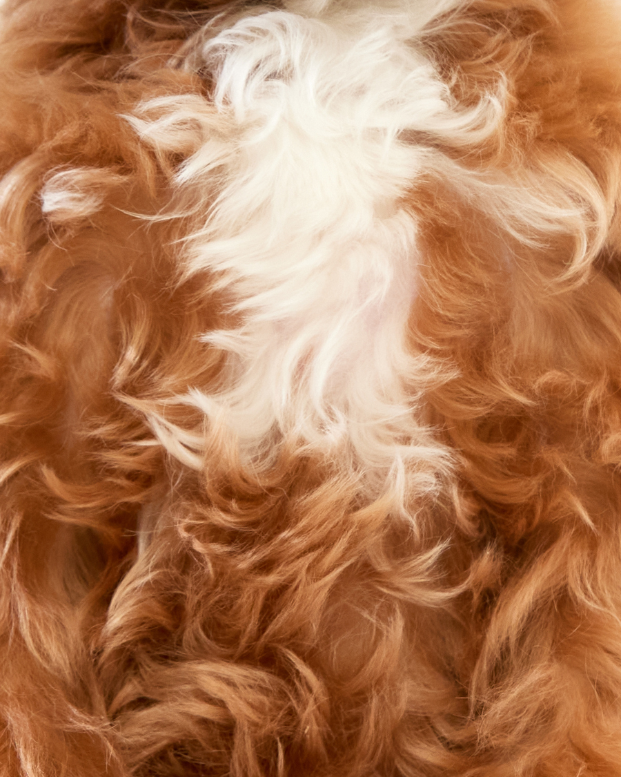 Curly/Fluffy