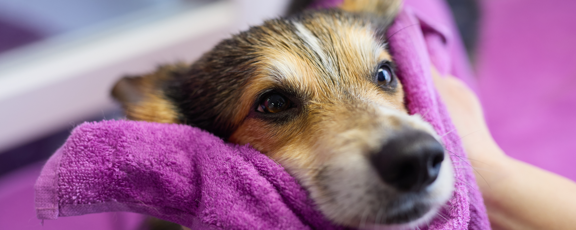Elevating pet well-being through innovation, beauty, and care.